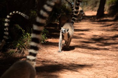 Halka kuyruklu gri lemur, Madagaskar özel parkında doğal ortamda. Yakından sevimli bir primat. Komik şirin küçük hayvan.