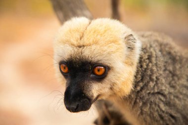 Turuncu gözlü şirin kahverengi lemur (Eulemur fulvus). Doğal yaşam alanındaki ağaç gövdesinde nesli tükenmekte olan bir hayvan, Yedek Kimony. Egzotik Madagaskar vahşi yaşam hayvanı.