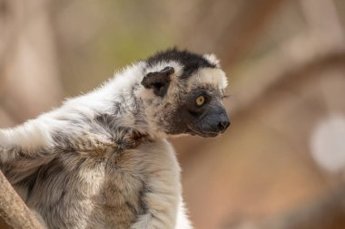 Verreaux's sifaka in Kimony hotel park. White sifaka with dark head on Madagascar island fauna. cute and curious primate with big eyes. Famous dancing lemur clipart