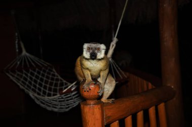 Lemur bungalovun verandasında yaramazlık yapıyor ve yemek bekliyor. Şirin, yaramaz, küçük, hayvansı Madagaskar. Palmarium Oteli