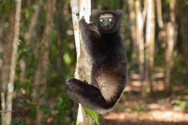 Lemur Indri indri, babakoto Madagaskar 'dan en büyük siyah beyaz lemur. Arkadan ışıklandırılmış yağmur ormanı arka planı, yakın plan, seçici odaklı delici mavi gözlü sevimli hayvan. Palmarium Park Oteli