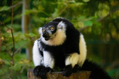 Siyah beyaz yakalı Lemur şirin bir hayvan. Canlı bir doğa geçmişi var. Berlin Hayvanat Bahçesi 'nde nadir görülen bir koruma ve bakım konsepti