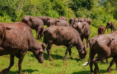 Siyah bir Sri Lanka ineği sürüsü yol boyunca bir çayırda otluyor. Yanlarında da beyaz baldıran kuşlar var.