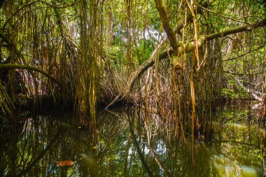 Mangrove habitatı su yüzeyinin üstünde ve altında manzarayı ikiye böldü. Sri Lanka 'da kökleri ve balık sürüsü olan yeşillikler.