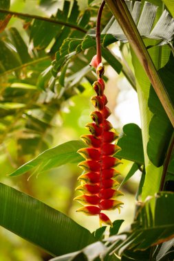 Heliconia rostrata inflorescence (ıstakoz pençeleri, tukan zirvesi, yabani bitkiler veya sahte cennet kuşu) Afrika 'da