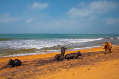 İnekler, geleneksel Sri Lanka plajlarında yatıp dinleniyorlar. Komik doğal turuncu, mavi ve gri arkaplan