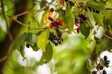 Syzygium cumini (yaygın olarak bilinen adıyla Malabar eriği, Java eriği, siyah erik, jamblang, juwet, jambul jambolan), Myrtaceae familyasından bir tropikal ağaç türü. Afrika 'da olgunlaşan ağaç