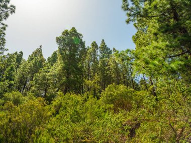 İlkbaharda sık çam ormanları ve dallarında taze iğneler. Doğal arka plan ve manzara. rezerve orman