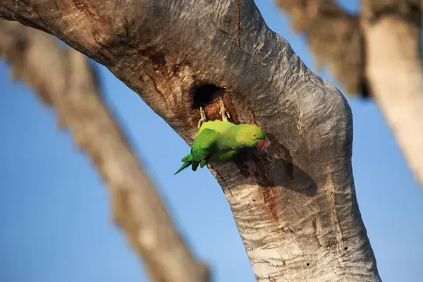 stock image Rose-Ringed Parakeet in tree. (Psittacula Krameri) in a natural environment for yourself