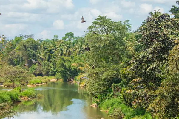 stock image close-up hanging Mariana fruit bat (Pteropus mariannus) on blue sky nature background in Sri Lanka . wild animals in a natural environment for yourself