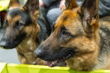 Kahverengi ve sarı Alman çoban köpeği ve insan eli Yaklaş Portre