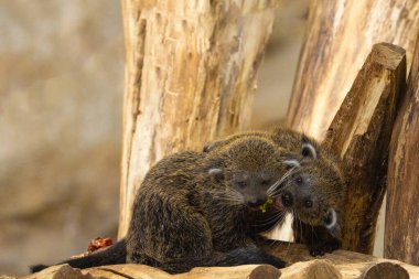 İki bebek binturong ya da musang ağaçta oynuyorlar. İki sevimli komik tüylü hayvan yer ve oynar..