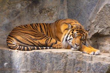 Kaplan yavruları annesiyle oynuyor, sumatra kaplan Panthera tigris. Küçük eğlenceli yavrular ve iki yetişkin kaplan. Kaplan ailesi.
