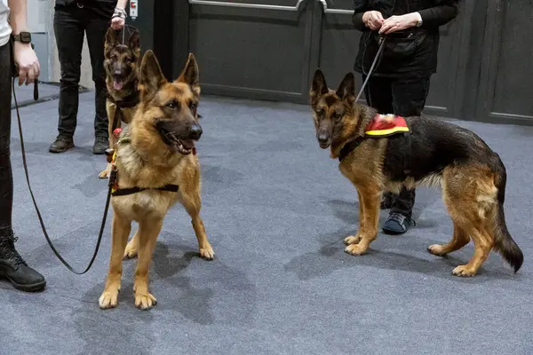Sahipleri tasmalı üç genç Alman çoban köpeği köpek gösterisine hazır.