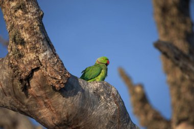 Ağaçtaki Gül Halkalı Papağan. (Psittacula Krameri) sizin için doğal bir çevrede