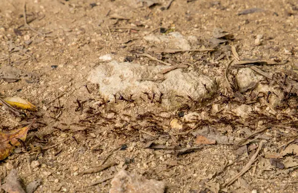 stock image Top view of termite trails on ground in African forest . a lot of small insects walk along the ground one after another