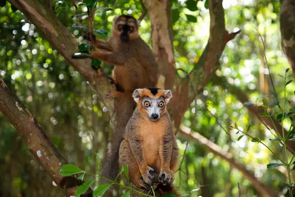 stock image Crowned lemur (Eulemur Coronatus), endemic animal from Madagascar. Palmarium park hotel. selective focus cute funny gray animal with red pattern on head.