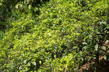 Sri Lanka 'daki yüksek dağ çay tarlası. Olgun yeşil yapraklar çalıların üzerinde, hasat için hazır. Bu tür çayın özellikle değeri ve tadı harikadır. Doğa geçmişi. Çay içecekler konsepti