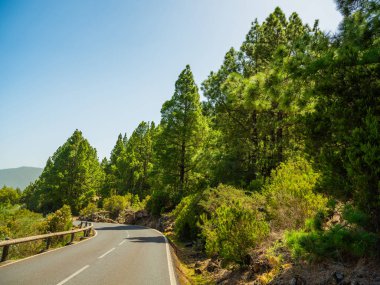 İlkbaharda sık çam ormanları ve dallarında taze iğneler. Doğal arka plan ve manzara. rezerve orman
