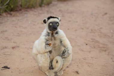 Madagaskar Adası faunasında siyah kafalı Verreaux 'nun White sifaka' sı. Büyük gözlü sevimli ve meraklı bir primat. Ünlü dans eden lemur.