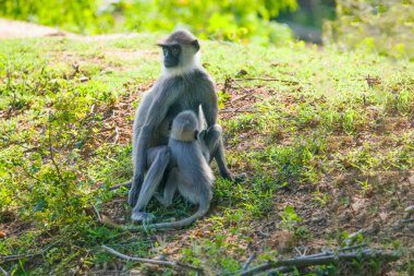 Yala Ulusal Parkı 'nda, Sri Lanka' da oturan küçük bir grup siyah suratlı gri Langur maymunu. Güzel, açık gri maymunlu bir aile.