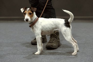 Jack Russell Terrier tasmalı sahibinin ayaklarının yanında oturuyor ve ona bakıyor.