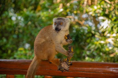 Kırmızı lemur (Eulemur Coronatus), Madagaskar 'dan gelen endemik bir hayvan. Palmarium Park Oteli. seçici odak sevimli canlı kırmızı hayvan siyah ve kırmızı desenli kafa ve turuncu gözler