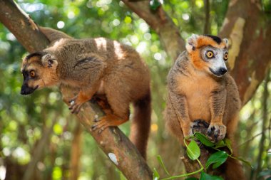 Taç giymiş lemur (Eulemur Coronatus), Madagaskar 'dan gelen endemik hayvan. Palmarium Park Oteli. Seçici odak noktası kafasında kırmızı desenli sevimli, komik gri bir hayvan..
