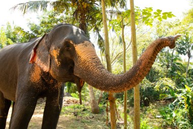 Belirli ten rengine sahip büyük Asya fili, pembe arka planda küçük gri noktalar, çiller gibi. Park 'ta eğitilmiş fil Sri Lanka.