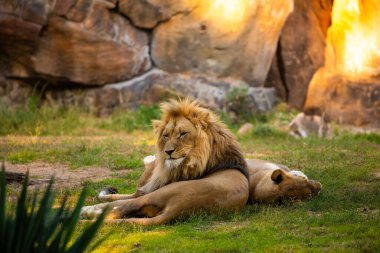 Pair adult Lions in zoological garden. lion and lioness in bright golden rays setting sun. Close-up. Love and tenderness king of beasts. Nature yellow background with wild animals clipart