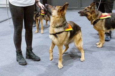 Sahipleri tasmalı üç genç Alman çoban köpeği köpek gösterisine hazır.