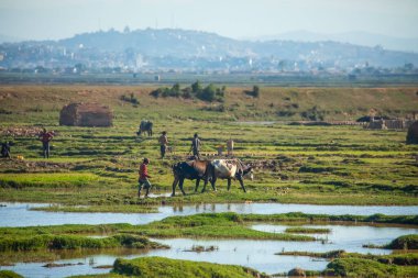 Antananarivo, Madagaskar 07 Ekim 2023 şehir manzarası, Tana, Madagaskar 'ın başkenti, Fransızca adı Tananarive ve kısa adı Tana, Madagaskar' ın yoksul başkenti ve en büyük şehri. İnsanlar pirinç tarlalarında çalışıyor.