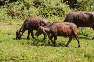 Siyah bir Sri Lanka ineği sürüsü yol boyunca bir çayırda otluyor. Yanlarında da beyaz baldıran kuşlar var.