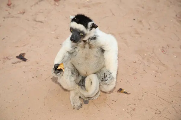 stock image Verreaux's White sifaka with dark head on Madagascar island fauna. cute and curious primate with big eyes. Famous dancing lemur
