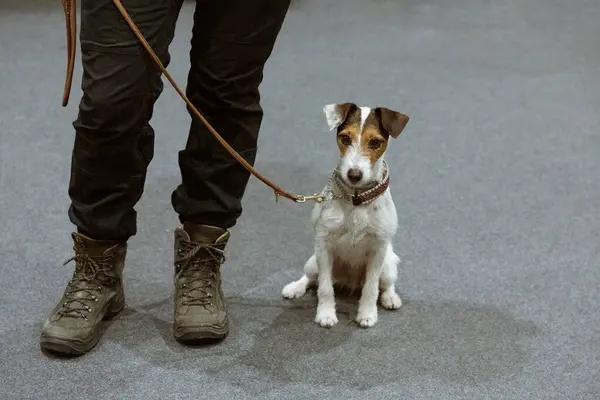 Jack Russell Terrier tasmalı sahibinin ayaklarının yanında oturuyor ve ona bakıyor.