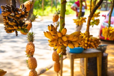 Kalutara, Sri Lanka, 08 Şubat 2023. Sri Lanka 'da yol kenarı meyve tezgahı muz ve diğer meyveler satıyor.