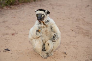 Madagaskar Adası faunasında siyah kafalı Verreaux 'nun White sifaka' sı. Büyük gözlü sevimli ve meraklı bir primat. Ünlü dans eden lemur.