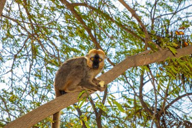 Red-bellied Lemur - Eulemur rubriventer, rain forest Madagascar east coast. Cute primate portrait closeup. Madagascar endemic. Kimony park hotel clipart