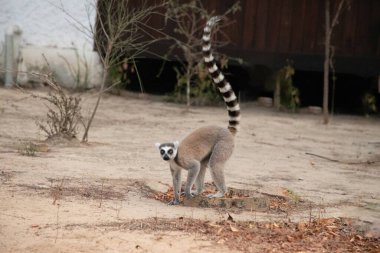 Halka kuyruklu lemur, Lemur catta büyük strepsirrhine primatı ve uzun siyah beyaz halkalı lemurdan dolayı en çok tanınan lemurdur. Bütün lemurlar gibi Madagaskar 'a özgü bir ada. Sevimli küçük hayvan