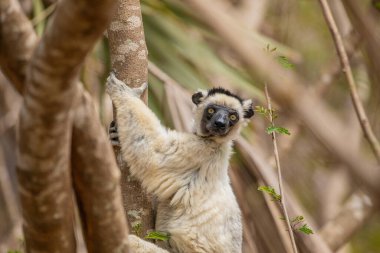 Verreaux's sifaka in Kimony hotel park. White sifaka with dark head on Madagascar island fauna. cute and curious primate with big eyes. Famous dancing lemur clipart