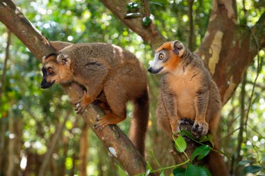 Taç giymiş lemur (Eulemur Coronatus), Madagaskar 'dan gelen endemik hayvan. Palmarium Park Oteli. Seçici odak noktası kafasında kırmızı desenli sevimli, komik gri bir hayvan..