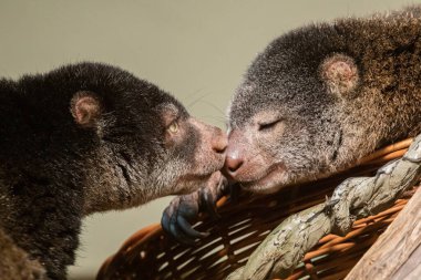 Şirin vahşi ayı cuscus aulirops ursinus arboreal ve bulanık arka plan. Yakından, kameraya bakarak.