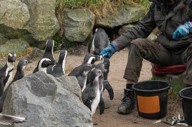 unrecognizable girl zoo worker in uniform feeds curious Magellanic penguins fish clipart