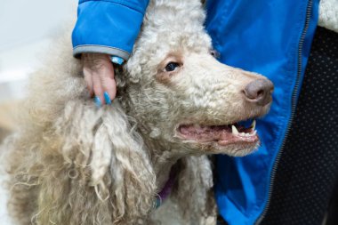 Sahibinin yanında büyük, güzel, bej bir kraliyet kanişi. Kadının eli köpeğin yüzünde, ağzı açık.