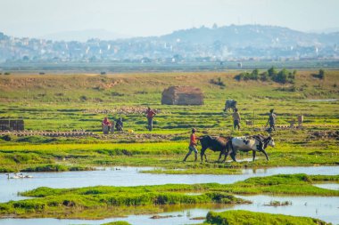 Antananarivo, Madagaskar 07 Ekim 2023 şehir manzarası, Tana, Madagaskar 'ın başkenti, Fransızca adı Tananarive ve kısa adı Tana, Madagaskar' ın yoksul başkenti ve en büyük şehri. İnsanlar pirinç tarlalarında çalışıyor.