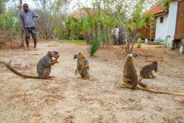 A flock of brown lemurs takes food from a man's hand in Madagascar. clipart