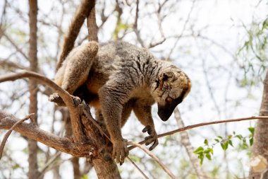 brown lemur (Eulemur fulvus) with orange eyes. Endangered endemic animal on tree trunk in natural habitat, Madagascar wildlife animal. Cute Common funny primate. clipart