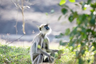 black faced grey langur monkey in Yala National Park, Sri Lanka clipart