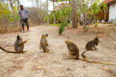 Bir lemurlar sürüsü Madagaskar 'da bir adamın elinden yiyecek alıyor..