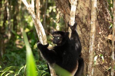 Lemur Indri indri, babakoto black and white largest lemur from Madagascar. backlit rainforest background, close-up.cute animal with piercing blue eyes in selective focus. Palmarium park hotel clipart